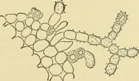 Picture 219 of 504 from The microscopy of vegetable foods (1906), leaf 346