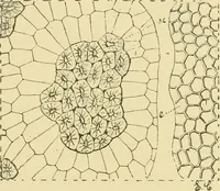 Picture 220 of 504 from The microscopy of vegetable foods (1906), leaf 350