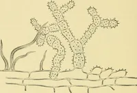 Picture 221 of 504 from The microscopy of vegetable foods (1906), leaf 351