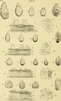 An illustration from The microscopy of vegetable foods (1906)