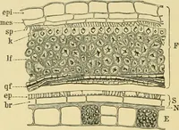 An illustration from The microscopy of vegetable foods (1906)