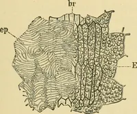 Picture 226 of 504 from The microscopy of vegetable foods (1906), leaf 368