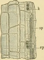 Picture 227 of 504 from The microscopy of vegetable foods (1906), leaf 368