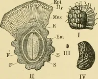 An illustration from The microscopy of vegetable foods (1906)