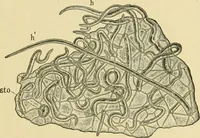 An illustration from The microscopy of vegetable foods (1906)