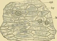 Picture 232 of 504 from The microscopy of vegetable foods (1906), leaf 376