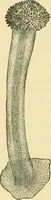 Picture 233 of 504 from The microscopy of vegetable foods (1906), leaf 377