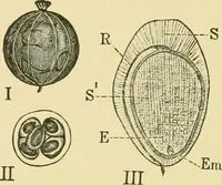 An illustration from The microscopy of vegetable foods (1906)