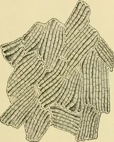An illustration from The microscopy of vegetable foods (1906)