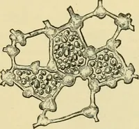 Picture 238 of 504 from The microscopy of vegetable foods (1906), leaf 382