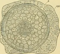An illustration from The microscopy of vegetable foods (1906)