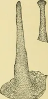Picture 241 of 504 from The microscopy of vegetable foods (1906), leaf 385