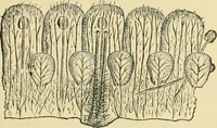 Picture 242 of 504 from The microscopy of vegetable foods (1906), leaf 386