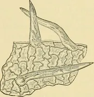 An illustration from The microscopy of vegetable foods (1906)