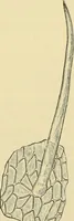 Picture 244 of 504 from The microscopy of vegetable foods (1906), leaf 386
