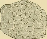 Picture 245 of 504 from The microscopy of vegetable foods (1906), leaf 388