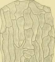 Picture 246 of 504 from The microscopy of vegetable foods (1906), leaf 389