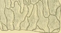 Picture 247 of 504 from The microscopy of vegetable foods (1906), leaf 389