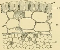 Picture 248 of 504 from The microscopy of vegetable foods (1906), leaf 390