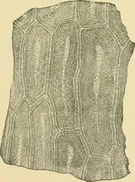 An illustration from The microscopy of vegetable foods (1906)