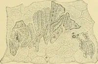 An illustration from The microscopy of vegetable foods (1906)