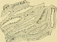 Picture 251 of 504 from The microscopy of vegetable foods (1906), leaf 393