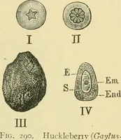 Picture 252 of 504 from The microscopy of vegetable foods (1906), leaf 394