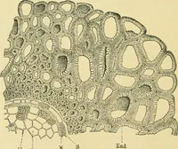 An illustration from The microscopy of vegetable foods (1906)