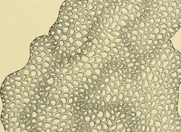 An illustration from The microscopy of vegetable foods (1906)