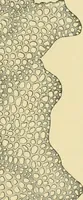 Picture 256 of 504 from The microscopy of vegetable foods (1906), leaf 396