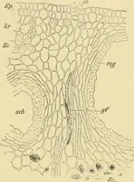 Picture 257 of 504 from The microscopy of vegetable foods (1906), leaf 398