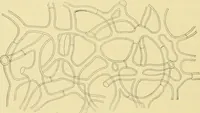 An illustration from The microscopy of vegetable foods (1906)