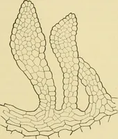 Picture 259 of 504 from The microscopy of vegetable foods (1906), leaf 400