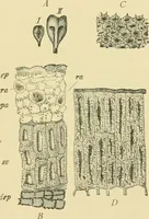 Picture 260 of 504 from The microscopy of vegetable foods (1906), leaf 404