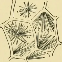 Picture 261 of 504 from The microscopy of vegetable foods (1906), leaf 406