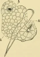 Picture 262 of 504 from The microscopy of vegetable foods (1906), leaf 408
