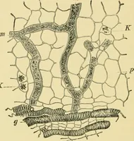 Picture 263 of 504 from The microscopy of vegetable foods (1906), leaf 409