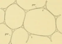 Picture 1 of 504 from The microscopy of vegetable foods (1906), leaf 41