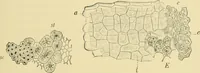 Picture 264 of 504 from The microscopy of vegetable foods (1906), leaf 410