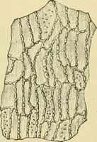 Picture 265 of 504 from The microscopy of vegetable foods (1906), leaf 412