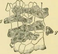 Picture 266 of 504 from The microscopy of vegetable foods (1906), leaf 413