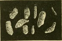 Picture 267 of 504 from The microscopy of vegetable foods (1906), leaf 415