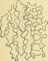 Picture 2 of 504 from The microscopy of vegetable foods (1906), leaf 42