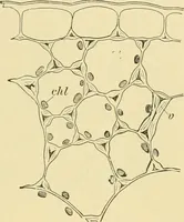 Picture 3 of 504 from The microscopy of vegetable foods (1906), leaf 42