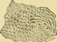 An illustration from The microscopy of vegetable foods (1906)