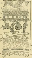 Picture 269 of 504 from The microscopy of vegetable foods (1906), leaf 424