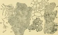 Picture 270 of 504 from The microscopy of vegetable foods (1906), leaf 425