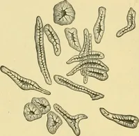Picture 4 of 504 from The microscopy of vegetable foods (1906), leaf 43