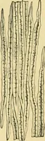 An illustration from The microscopy of vegetable foods (1906)