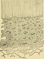 An illustration from The microscopy of vegetable foods (1906)